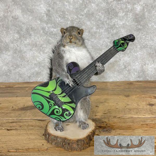 Grey Squirrel Novelty Taxidermy Mount For Sale - Image 2