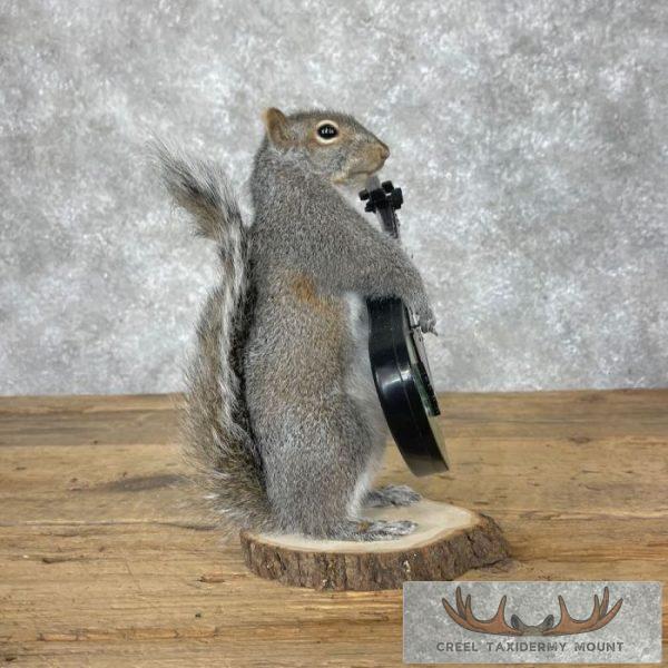 Grey Squirrel Novelty Taxidermy Mount For Sale - Image 3