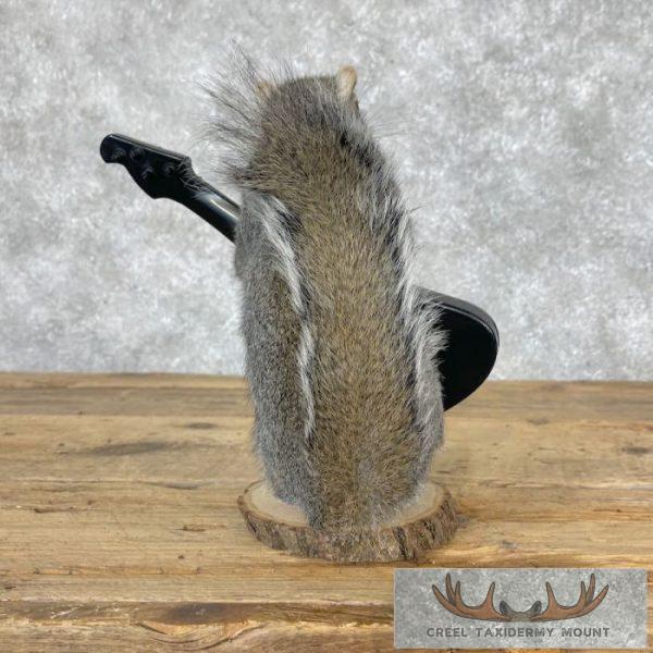 Grey Squirrel Novelty Taxidermy Mount For Sale - Image 4