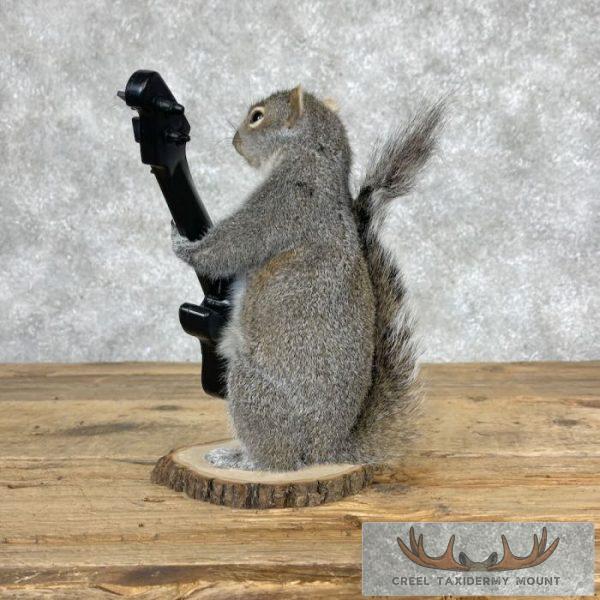 Grey Squirrel Novelty Taxidermy Mount For Sale - Image 5
