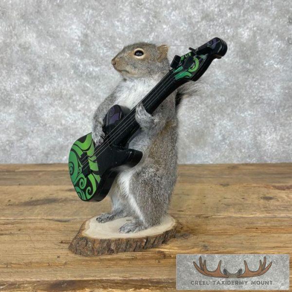 Grey Squirrel Novelty Taxidermy Mount For Sale - Image 6