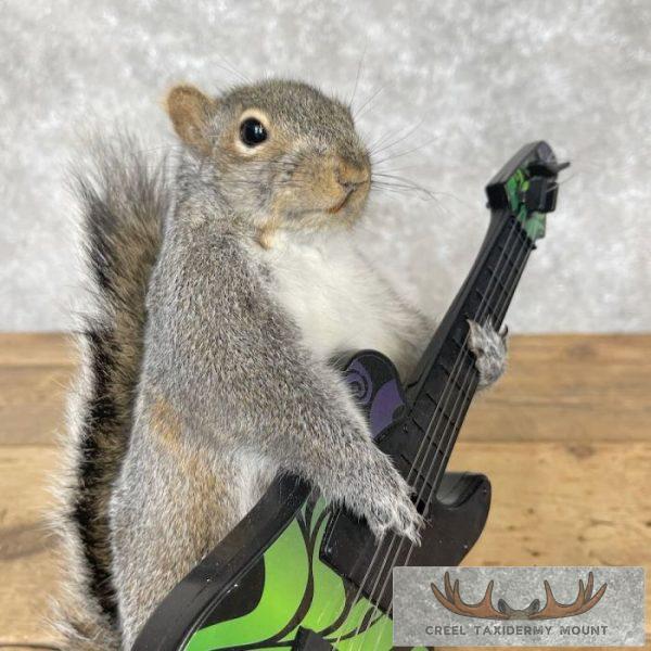 Grey Squirrel Novelty Taxidermy Mount For Sale - Image 7