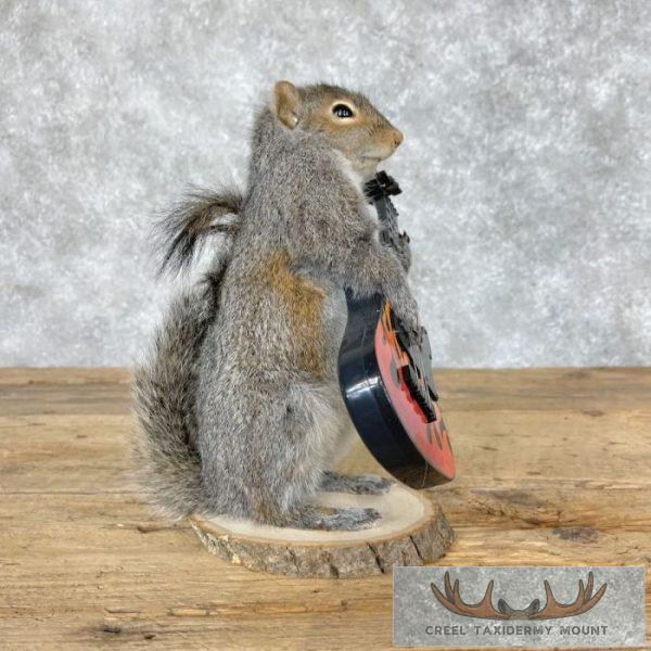 Grey Squirrel Novelty Taxidermy Mount For Sale - Image 3