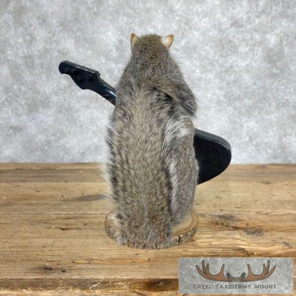 Grey Squirrel Novelty Taxidermy Mount For Sale - Image 4