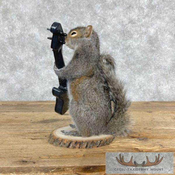 Grey Squirrel Novelty Taxidermy Mount For Sale - Image 5