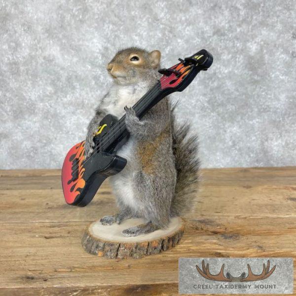 Grey Squirrel Novelty Taxidermy Mount For Sale - Image 6