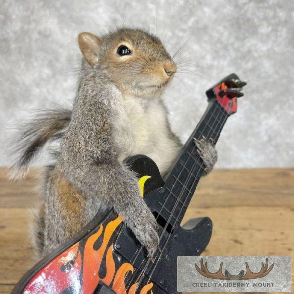 Grey Squirrel Novelty Taxidermy Mount For Sale - Image 7