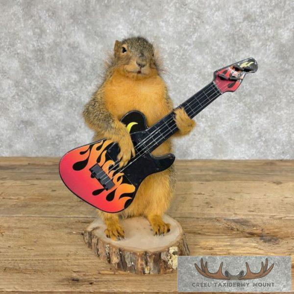 Fox Squirrel Novelty Taxidermy Mount For Sale - Image 2