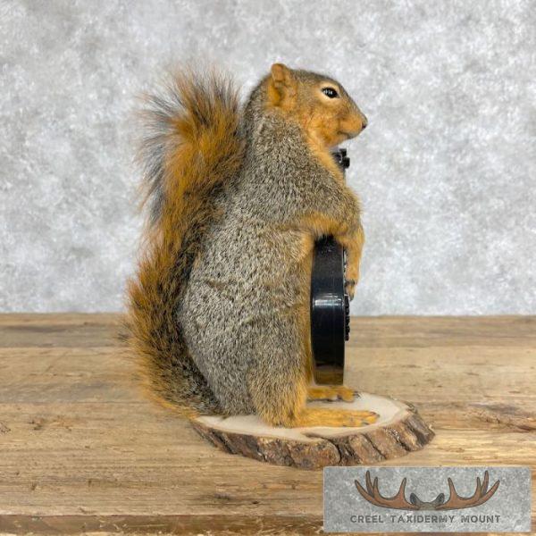 Fox Squirrel Novelty Taxidermy Mount For Sale - Image 3