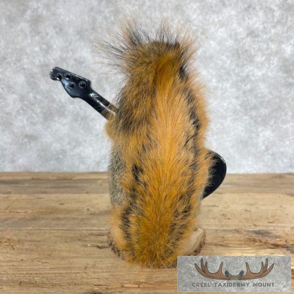 Fox Squirrel Novelty Taxidermy Mount For Sale - Image 4