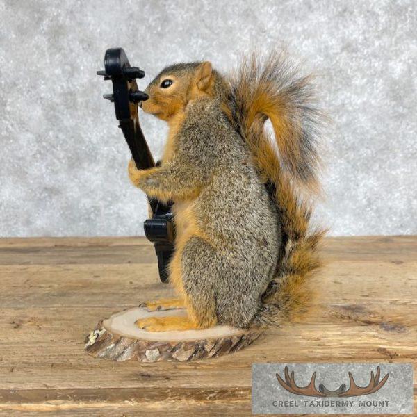 Fox Squirrel Novelty Taxidermy Mount For Sale - Image 5