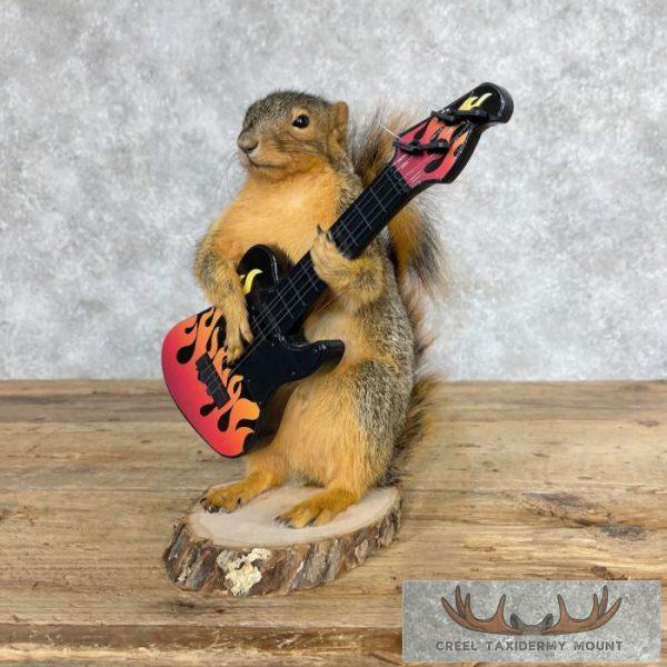 Fox Squirrel Novelty Taxidermy Mount For Sale - Image 6