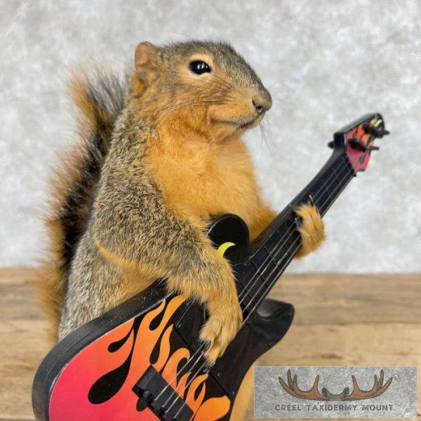 Fox Squirrel Novelty Taxidermy Mount For Sale - Image 7