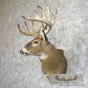 Whitetail Deer Taxidermy Shoulder Mount For Sale - Image 2