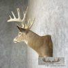 Whitetail Deer Taxidermy Shoulder Mount For Sale - Image 3