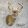 Whitetail Deer Taxidermy Shoulder Mount For Sale - Image 4