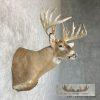 Whitetail Deer Taxidermy Shoulder Mount For Sale - Image 5