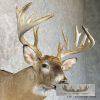 Whitetail Deer Taxidermy Shoulder Mount For Sale - Image 6