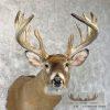 Whitetail Deer Taxidermy Shoulder Mount For Sale - Image 7