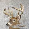 Whitetail Deer Taxidermy Shoulder Mount For Sale - Image 8