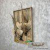Ringneck Pheasant Taxidermy Bird Mount For Sale - Image 2
