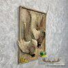 Ringneck Pheasant Taxidermy Bird Mount For Sale - Image 4
