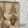 Ringneck Pheasant Taxidermy Bird Mount For Sale - Image 6