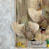 Ringneck Pheasant Taxidermy Bird Mount For Sale - Image 7