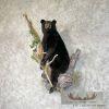 Black Bear Cub Life-Size Taxidermy Mount For Sale - Image 2