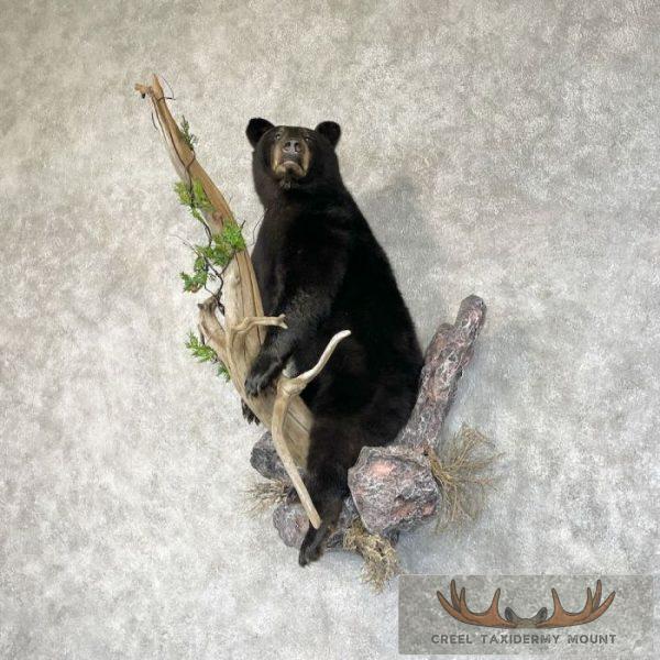 Black Bear Cub Life-Size Taxidermy Mount For Sale - Image 2