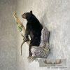 Black Bear Cub Life-Size Taxidermy Mount For Sale - Image 3