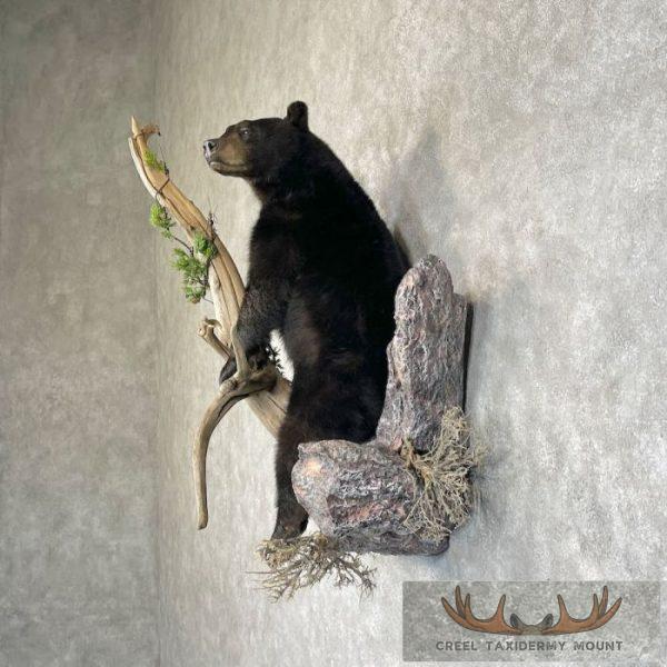 Black Bear Cub Life-Size Taxidermy Mount For Sale - Image 3