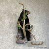 Black Bear Cub Life-Size Taxidermy Mount For Sale - Image 4