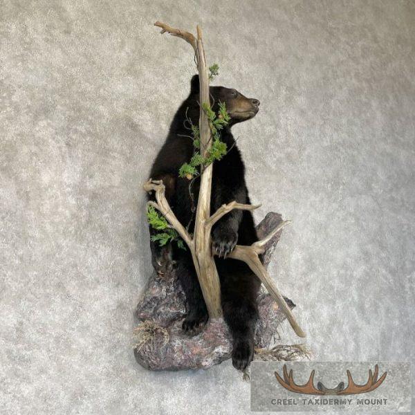 Black Bear Cub Life-Size Taxidermy Mount For Sale - Image 4