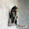 Black Bear Cub Life-Size Taxidermy Mount For Sale - Image 5