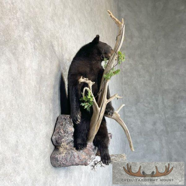 Black Bear Cub Life-Size Taxidermy Mount For Sale - Image 5