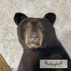 Black Bear Cub Life-Size Taxidermy Mount For Sale - Image 6