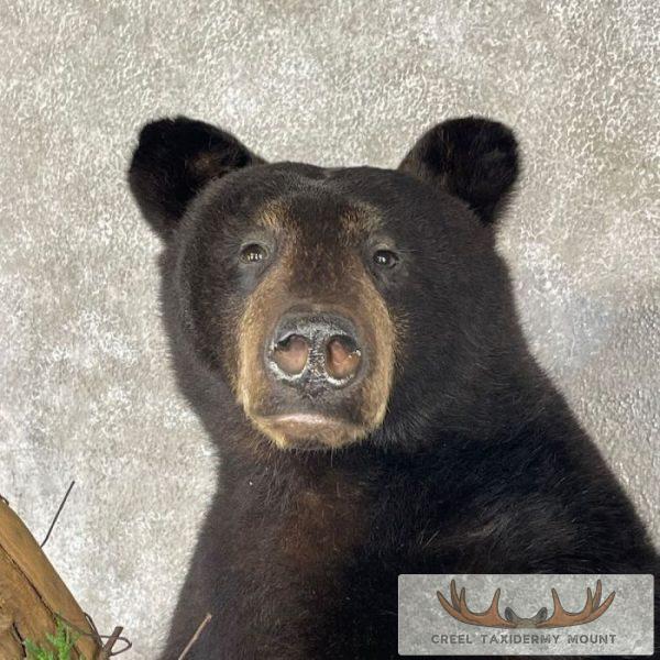 Black Bear Cub Life-Size Taxidermy Mount For Sale - Image 6