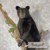 Black Bear Cub Life-Size Taxidermy Mount For Sale - Image 7
