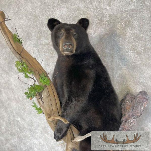 Black Bear Cub Life-Size Taxidermy Mount For Sale - Image 7