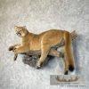 Mountain Lion (Cougar) Taxidermy Mount For Sale - Image 2