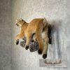Mountain Lion (Cougar) Taxidermy Mount For Sale - Image 3