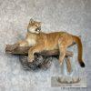 Mountain Lion (Cougar) Taxidermy Mount For Sale - Image 4
