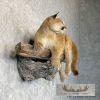 Mountain Lion (Cougar) Taxidermy Mount For Sale - Image 5