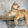 Mountain Lion (Cougar) Taxidermy Mount For Sale - Image 6