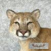 Mountain Lion (Cougar) Taxidermy Mount For Sale - Image 8