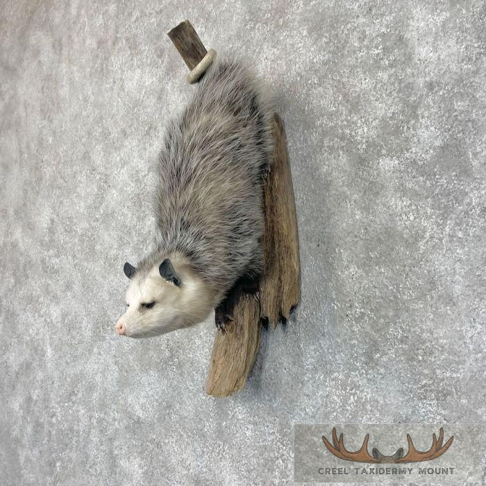 Wall-Hanging Opossum Taxidermy Mount For Sale - Image 2