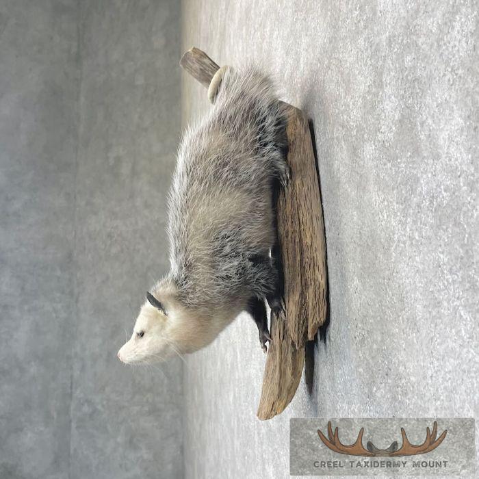 Wall-Hanging Opossum Taxidermy Mount For Sale - Image 3