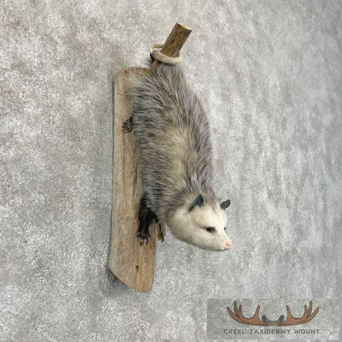 Wall-Hanging Opossum Taxidermy Mount For Sale - Image 4