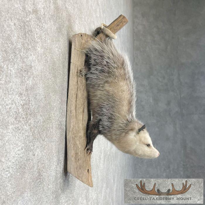 Wall-Hanging Opossum Taxidermy Mount For Sale - Image 5